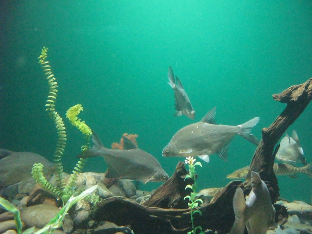 http://www.baikalsp.ru/en/sites/baikalsp.jino.ru.en/files/imagepicker/1/16.%20Museum%20of%20Baikal%20Flora%20and%20Fauna.jpg